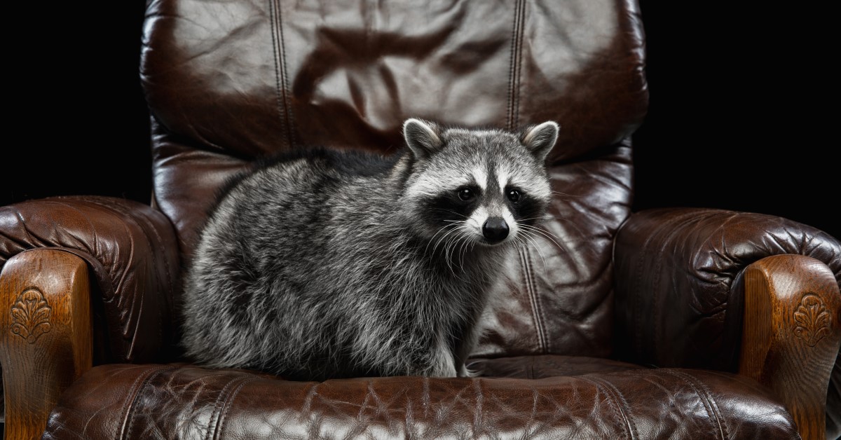 Raccoons as Pets: Can It Work?